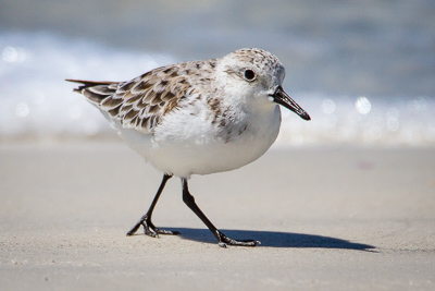 sanderling th 2