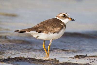 Semipalmated Plover th 2