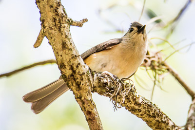Tufted Titmouse th 2