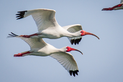 White Ibis th 2