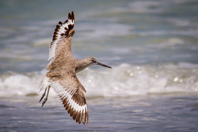 Willet th 3