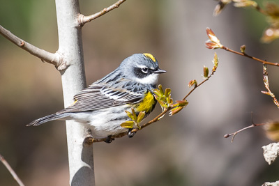 yellow rumped warbler th 1