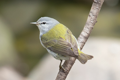 tennessee warbler th 2