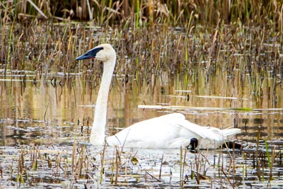 trumpeter swan th 2