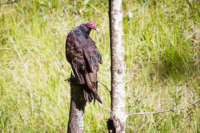 turkey vulture th 2