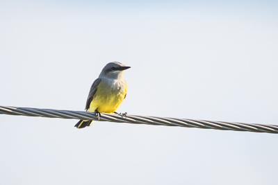western kingbird th 1