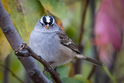 white-crowned sparrow th 2