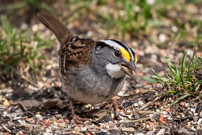 white-throated sparrow th 2