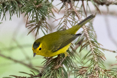 wilsons warbler th 2