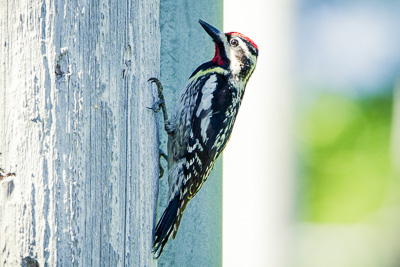 yellow bellied sapsucker th 2