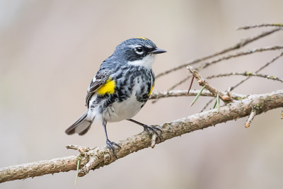 yellow rumped warbler th 3