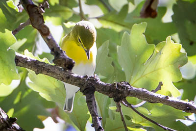 yellow throated vireo th 2