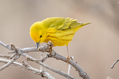 yellow warbler th 2