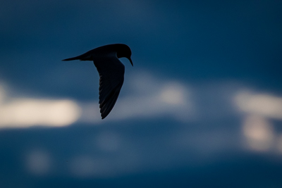 black tern silhouette th 2