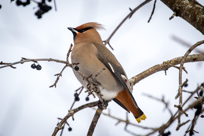 bohemiam waxwing th 8