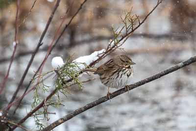 song sparrow