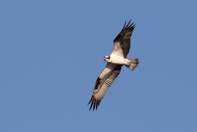 osprey