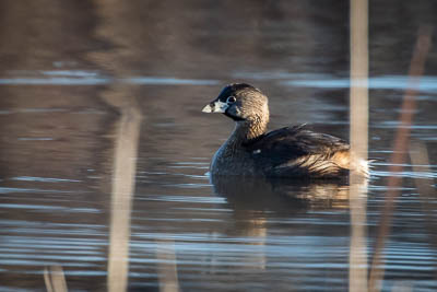 pied-billed grebe