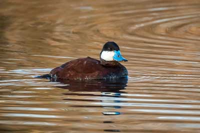 ruddy duck