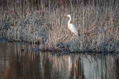 great egret