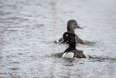 ring-necked duck pair