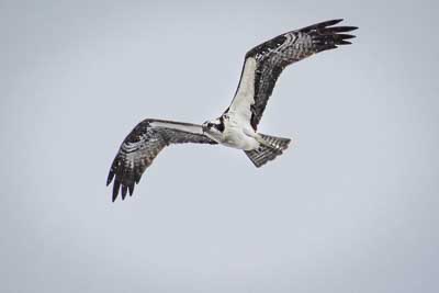 osprey