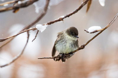 eastern phoebe