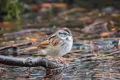 swamp sparrow