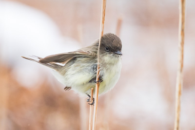 eastern phoebe