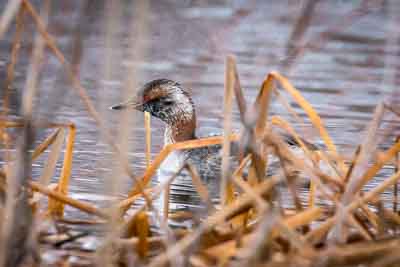 horned grebe