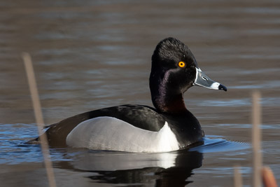 drake ring-necked duck