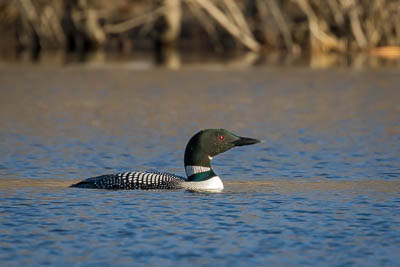common loon