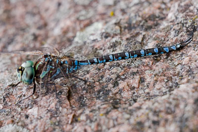 blue-eyed darner th 2
