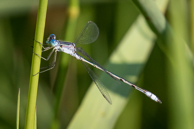 northern spreadwing th 2