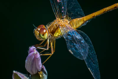 Orange Meadowhawk th 2