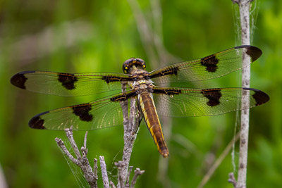 twelve-spotted skimmer th 2